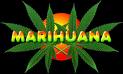 Marihuana - zioło 5.jpeg