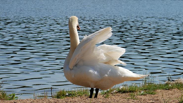 Łabędzia rodzinka-2013r - DSC_3644a.jpg