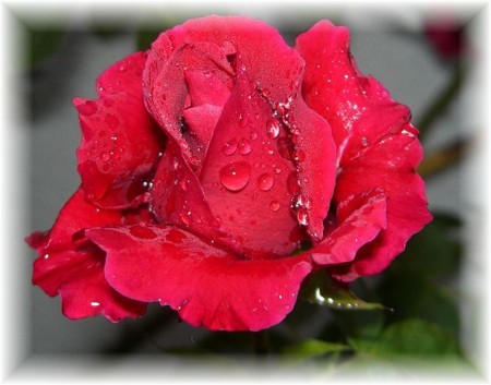 Kocham róże - kv 1691.jpg
