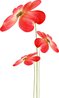 kwiaty czerwone - kvetiny_cervene 66.png