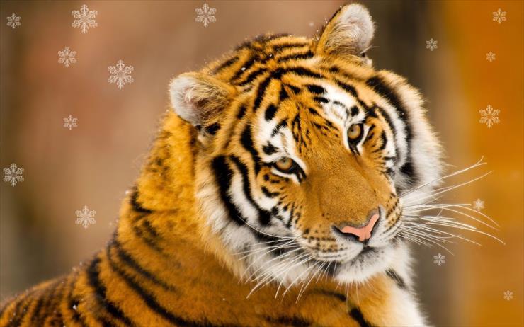 tygrysy2 - year_of_the_tiger 22.jpg