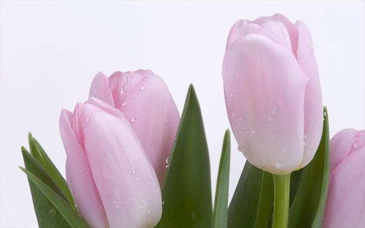 tulipany - widescreen_05.jpg
