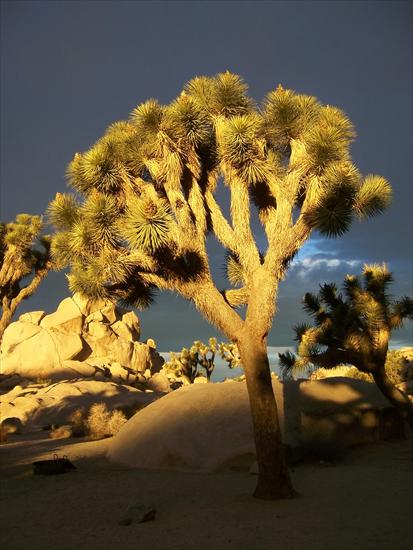 Yucca - Joshua_Trees_in_Joshua_Tree_NP_21.jpg