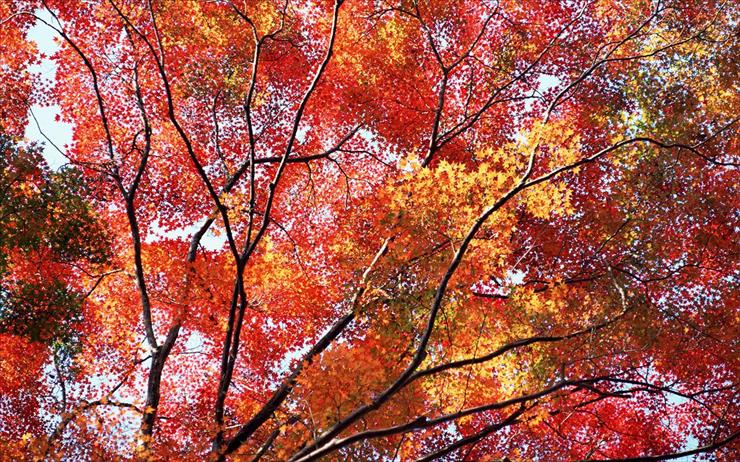 Liście drzew jesienią - 40.jpg