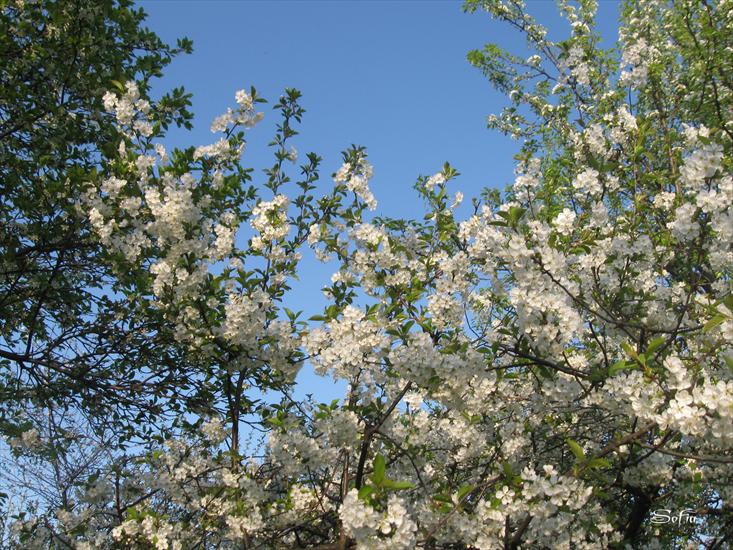 wiosna - Obraz 726 a.jpg