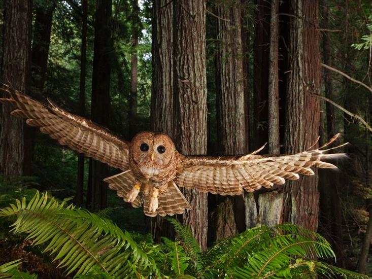 ALBUM NATIONAL GEOGRAPHIC - northern-spotted-owl_6327_990x742.jpg