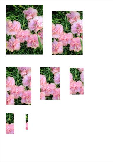 Motywy 3d - pink_carnations.JPG