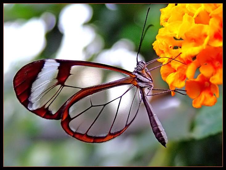 motyle - transparent-butterfly2a.jpg