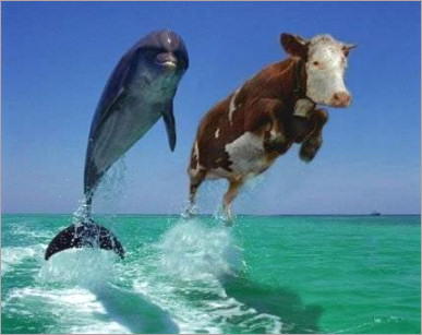 maryla20 - Uczniu  Pracowniku  Jeśli wyżej widzisz dwa delfiny, to...ko w porządku, a jeśli nie, to najwyższy czas na urlop.jpg