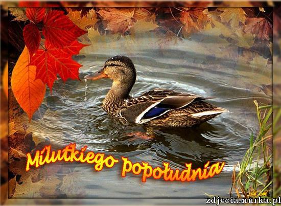 milego popoludnia - slack_pl-ajak-dobry-popoludnie-jesien.jpg