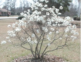 Magnolia - Magnolia stellata - Magnolia gwiaździsta.JPG