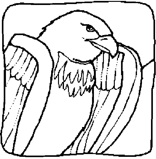 Orzeł, sokół, sęp drapieżne - orzeł - kolorowanka ptaki 4.gif