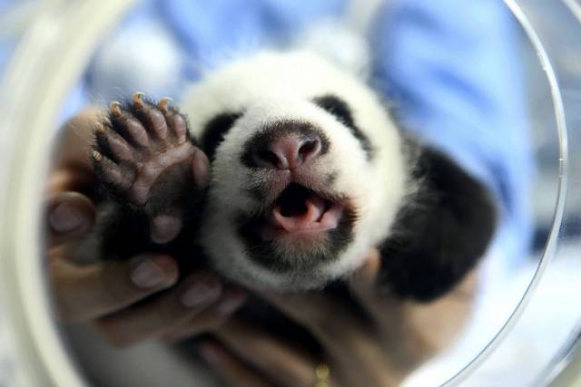 zwierzaczki - mała panda.jpg