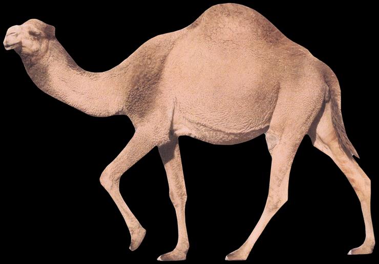 Animals - camel-01.png
