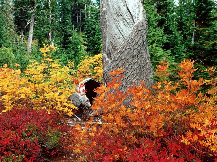 KRAJOBRAZY - Autumn at Heather Meadows, North Cascades, Washi.jpg