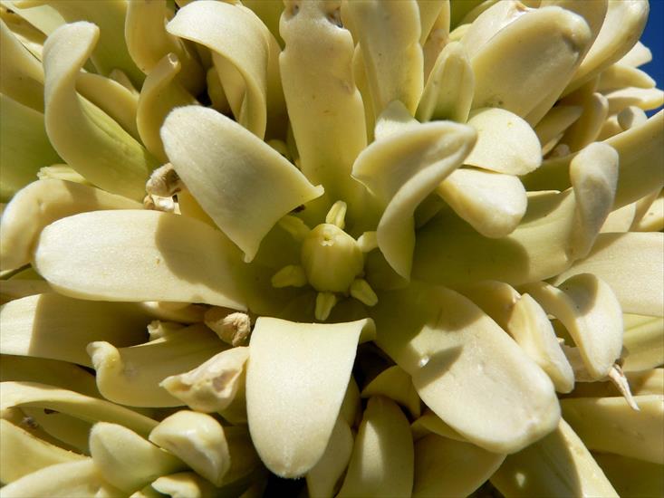 Yucca - Yucca_brevifolia_flower1.jpg