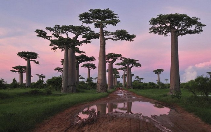 Drzewa dziwne - baobab9.jpg