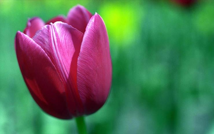 tulipany - widescreen_41.jpg