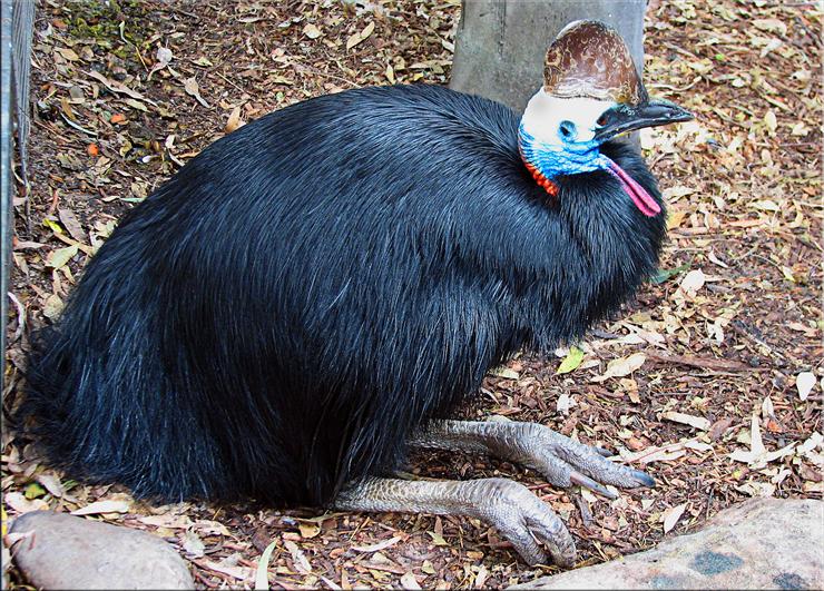 Fauna Australii - Kazuar hełmiasty.jpg