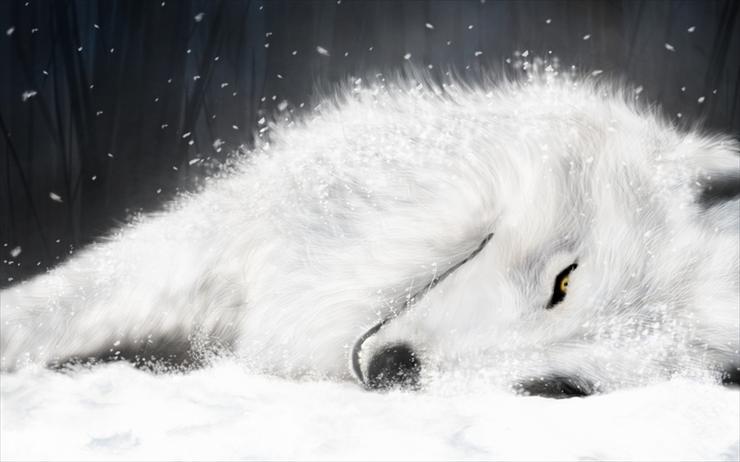 Reszta - white-wolf-.jpg