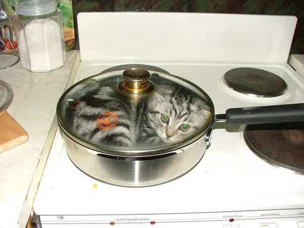 Małe kotki - obiad.jpg
