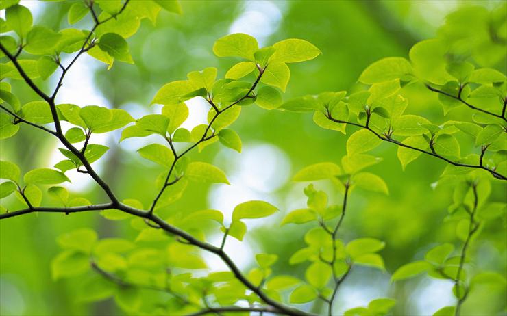 Green Leaves Widescreen - Green_Leaves_2560x1600_006.jpg