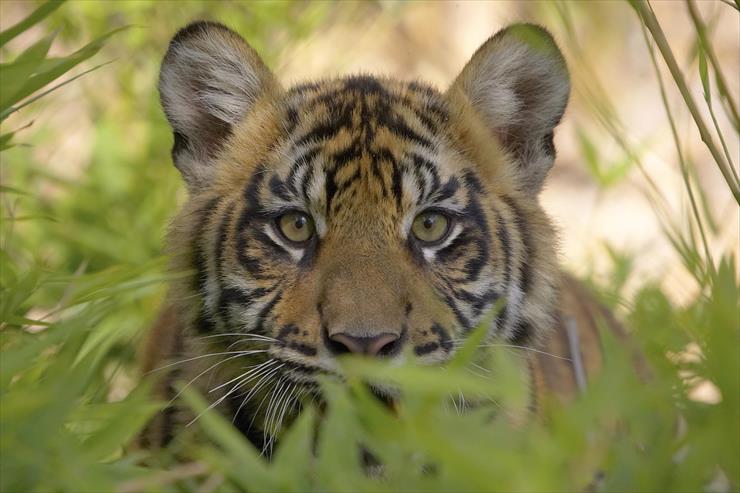 Big Cats - 03 - Sumatran Tiger Cub, Endangered Species, San Diego Wild Animal Park, California.jpg
