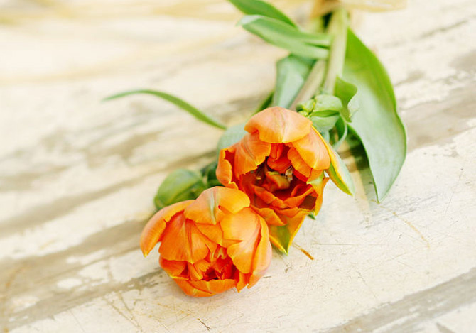 tulipany - flower_compositions_7.jpg