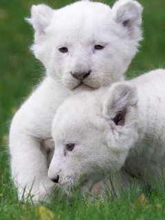 dzikie - White_Lions.jpg