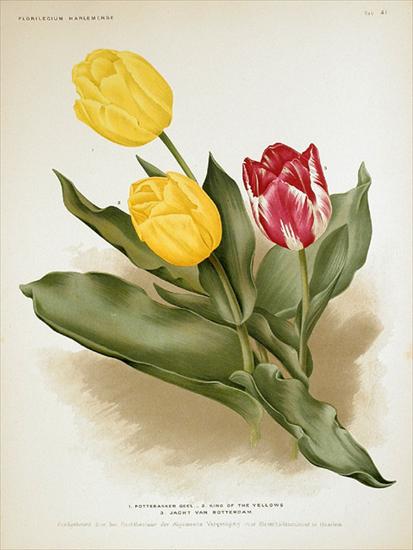 Malowanki kwiaty - 18562.Liliaceae - Tulipa.jpg