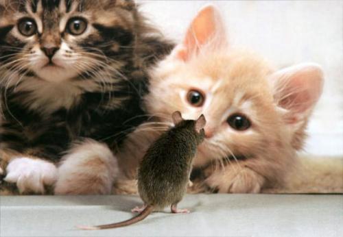 Kotki - Myszka przyszła do kociaków.JPG