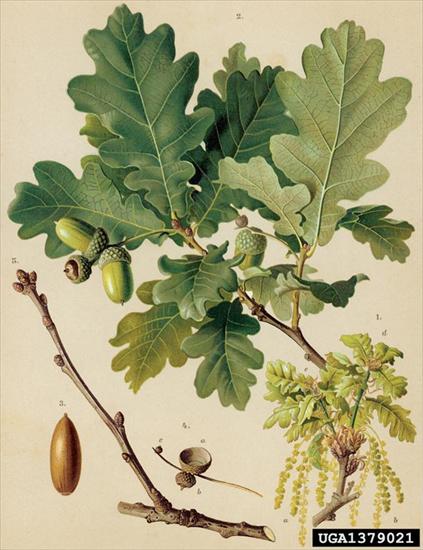 Fagaceae - Quercus robur.jpg