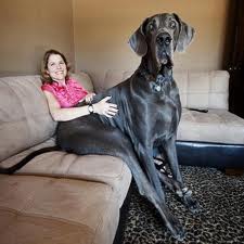 Największe psy świata - imgres 10.jpg