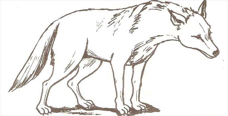 zwierzęta - wilk.png