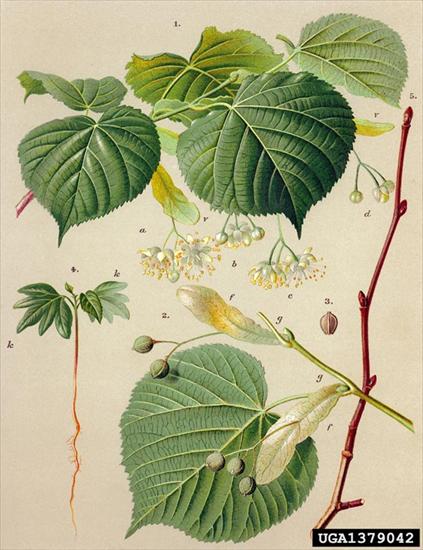 Grossulariaceae - Tilia platyphyllos.jpg