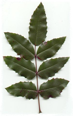 Mahonia aquifolium - Mahonia aquifolium - mahonia pospolita1.jpg
