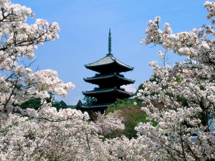 Japonia - Cherry Blossoms, Ninna-Ji Temple Grounds, Kyoto, Japan.jpg
