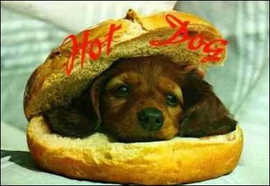 zwierzęta na wesoło - hot dog 1.jpg