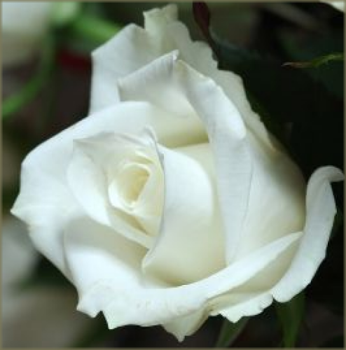 OTULONA-WIATREM - O-W róża biała44.bmp