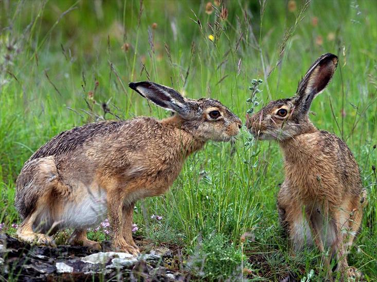 ALBUM NATIONAL GEOGRAPHIC - hares-italy_31783_990x742.jpg