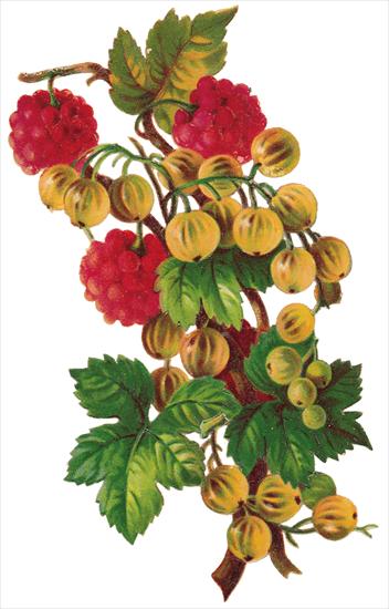   Fruits and Flowers ze starych pocztówek - 107.TIF