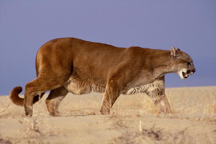 Big Cats - 03 - The Hunter, Mountain Lion.jpg