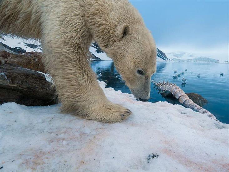 Przerażające Zdjęcia - polar_bears_arctic_canada_north_alaska_hd-wallpaper-1660734.jpg