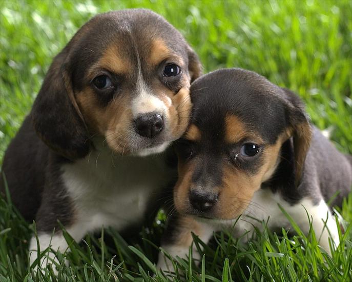 2 - Beagle Puppies.jpg