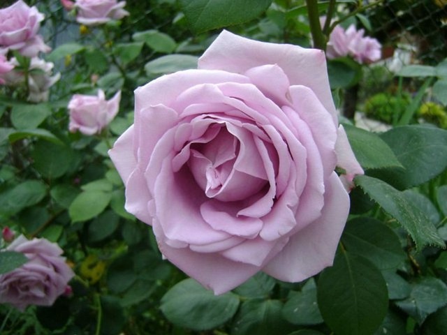 róże - roza_12921308864923.jpg