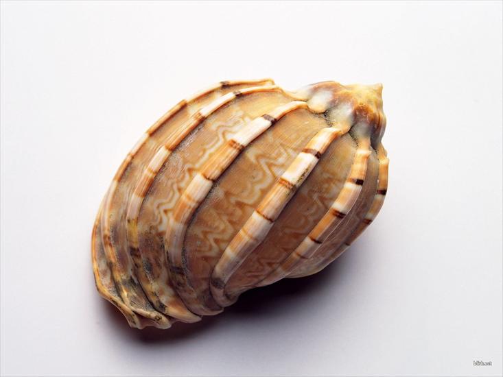 Muszle - shell-13.jpg