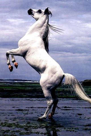 Tapety Animals - white_stallion_for_iphone.jpg