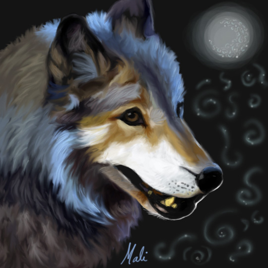 Wilki wilczki - Blue_Tinted_Wolf_by_malika_mango.jpg