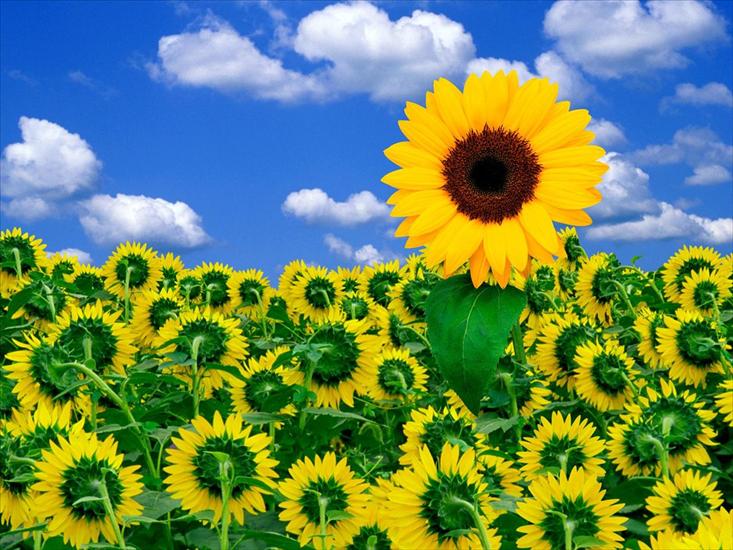 kwiaty - a little sunshine to brighten your day.jpg