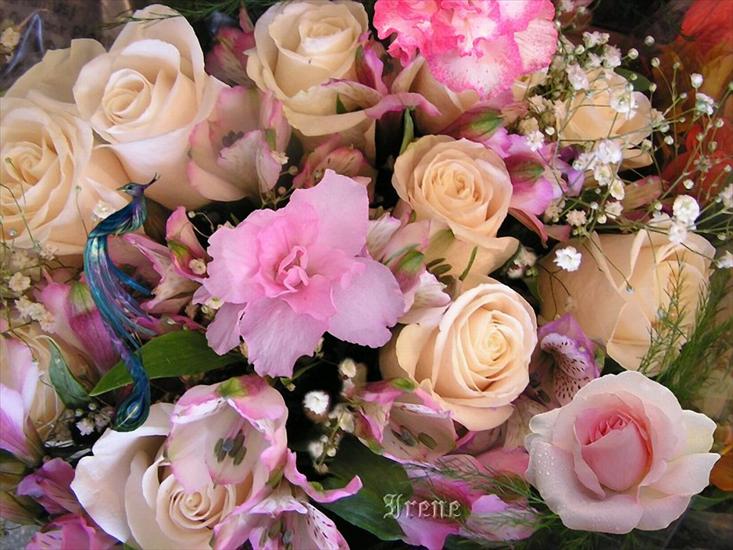 kwiaty - Roses and more.jpg